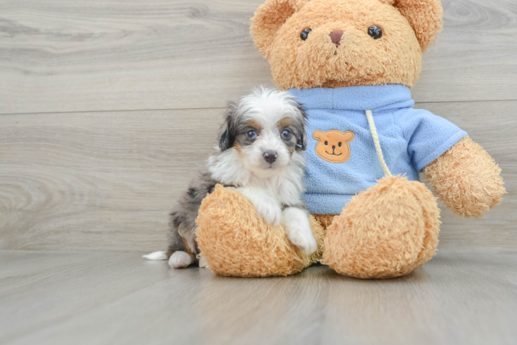 Mini Aussiedoodle Pup Being Cute