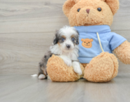 5 week old Mini Aussiedoodle Puppy For Sale - Premier Pups