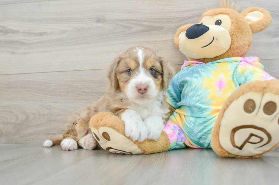 5 week old Mini Aussiedoodle Puppy For Sale - Premier Pups