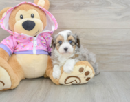 7 week old Mini Aussiedoodle Puppy For Sale - Premier Pups