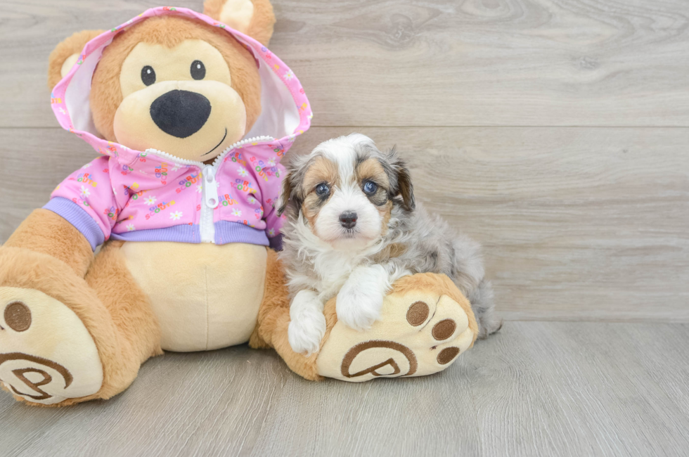 5 week old Mini Aussiedoodle Puppy For Sale - Premier Pups