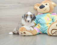 8 week old Mini Aussiedoodle Puppy For Sale - Premier Pups