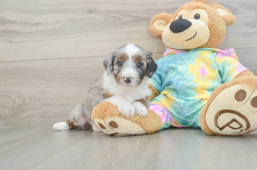 5 week old Mini Aussiedoodle Puppy For Sale - Premier Pups