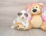 7 week old Mini Aussiedoodle Puppy For Sale - Premier Pups