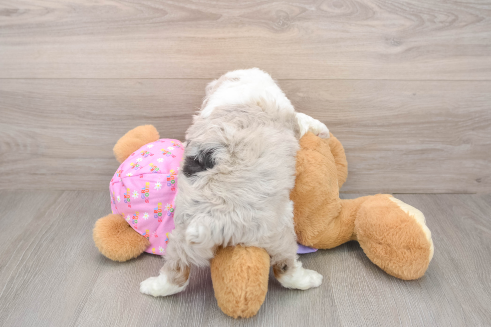 Little Mini Aussiepoo Poodle Mix Puppy
