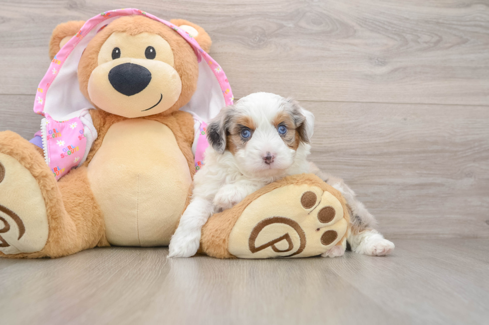 Mini Aussiedoodle Puppy for Adoption