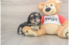 Best Mini Aussiedoodle Baby