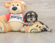 7 week old Mini Aussiedoodle Puppy For Sale - Premier Pups