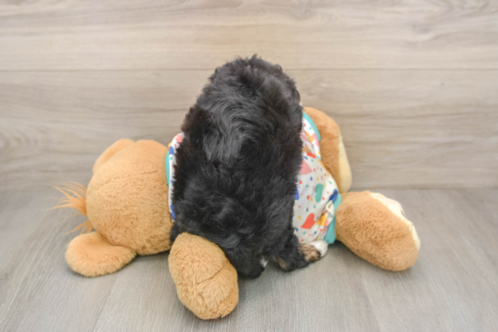 Mini Aussiedoodle Pup Being Cute