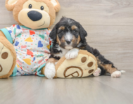 8 week old Mini Aussiedoodle Puppy For Sale - Premier Pups