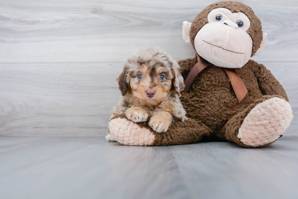 Energetic Aussiepoo Poodle Mix Puppy