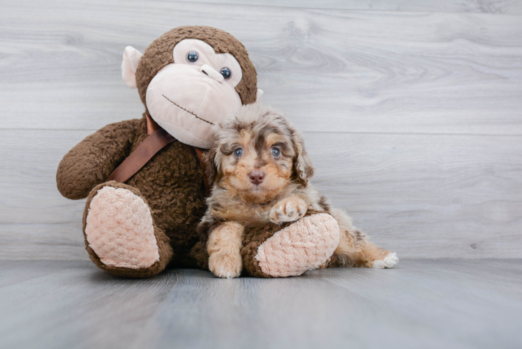 Fluffy Mini Aussiedoodle Poodle Mix Pup