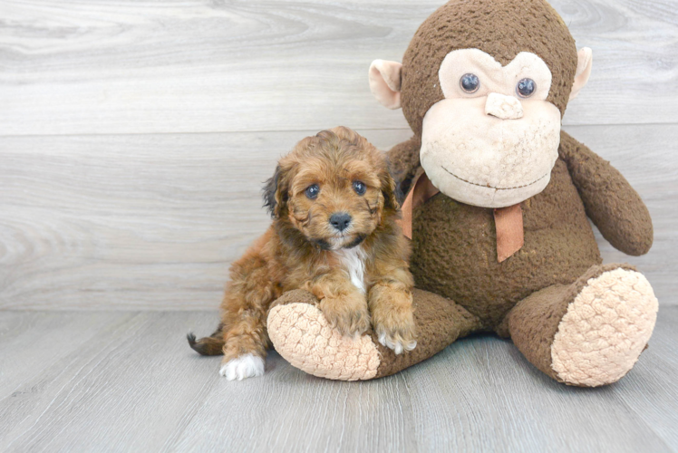 Smart Mini Aussiedoodle Poodle Mix Pup