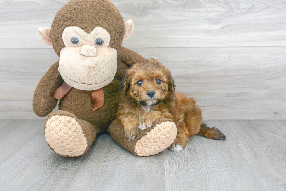 Best Mini Aussiedoodle Baby