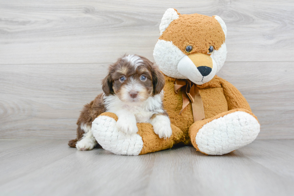 Energetic Aussiepoo Poodle Mix Puppy