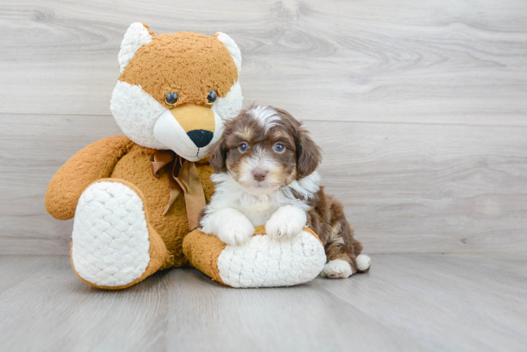 Mini Aussiedoodle Pup Being Cute