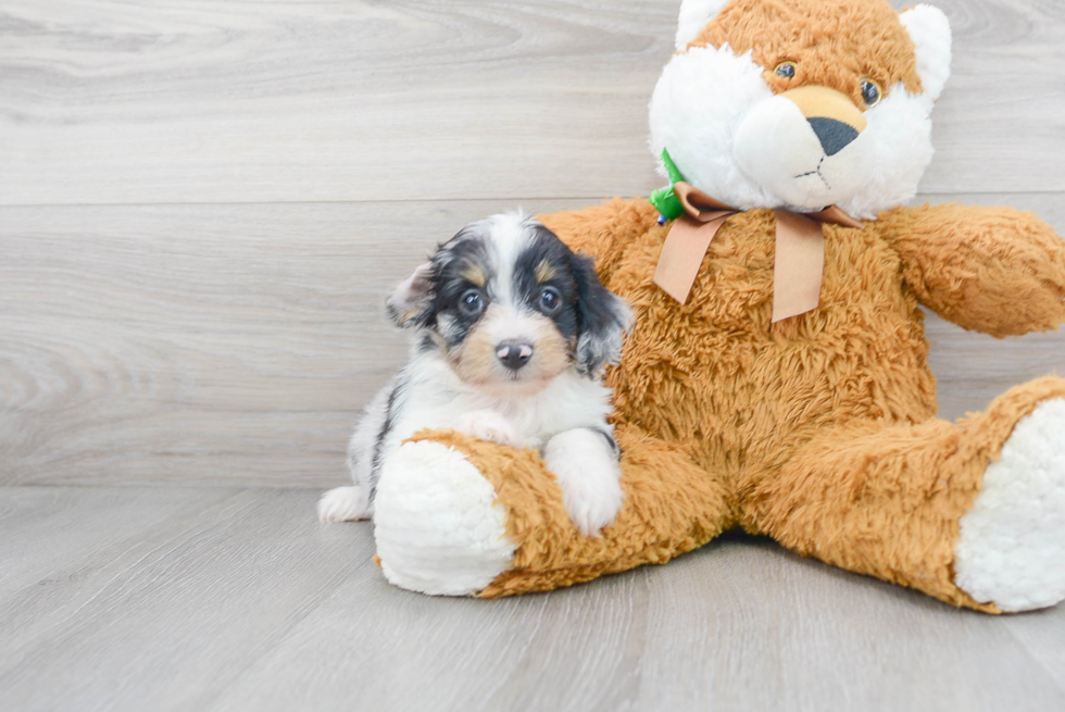 Smart Mini Aussiedoodle Poodle Mix Pup