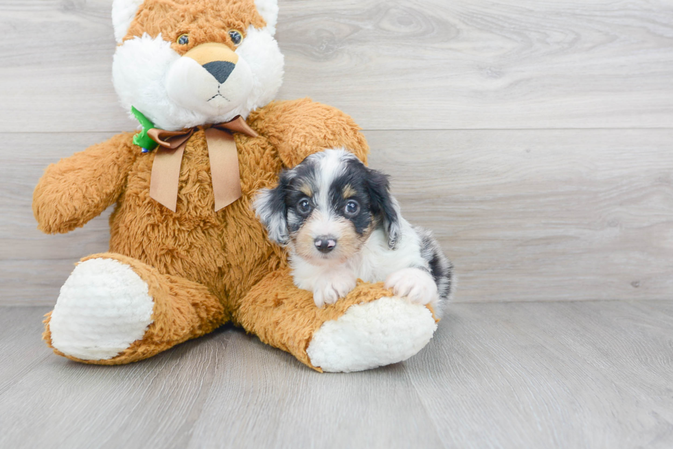 Happy Mini Aussiedoodle Baby