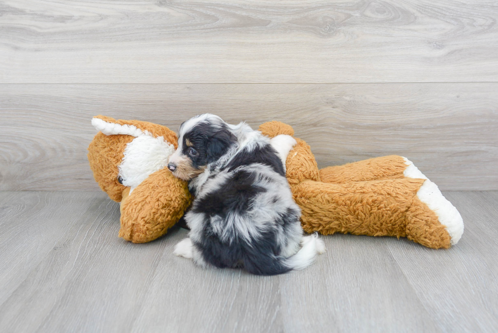 Happy Mini Aussiedoodle Baby