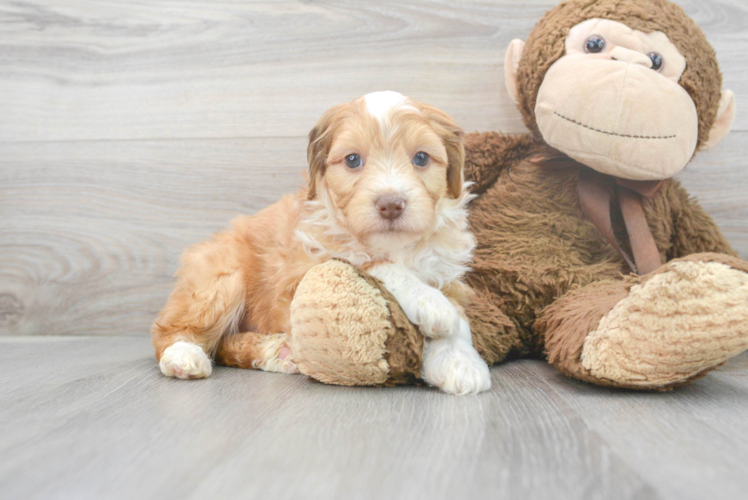 Best Mini Aussiedoodle Baby