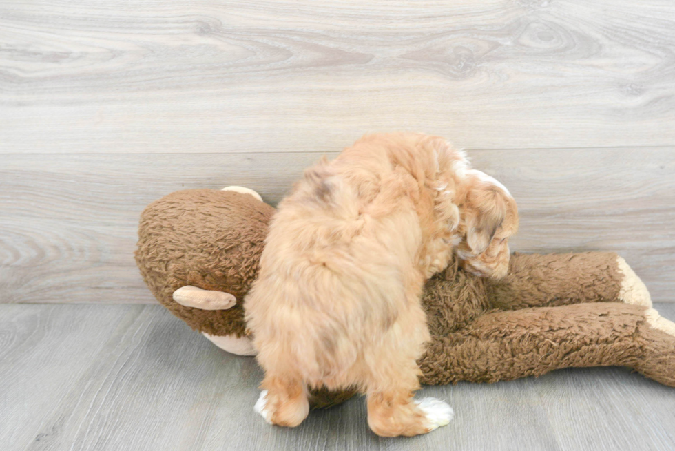 Adorable Aussiepoo Poodle Mix Puppy