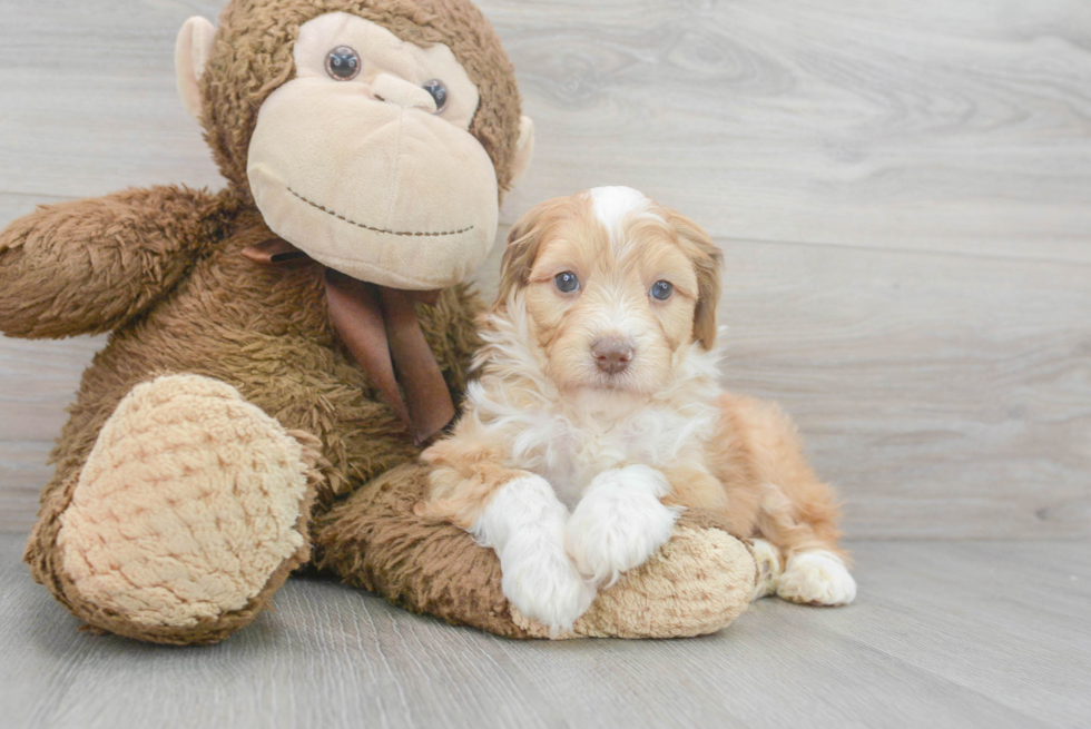 Mini Aussiedoodle Pup Being Cute