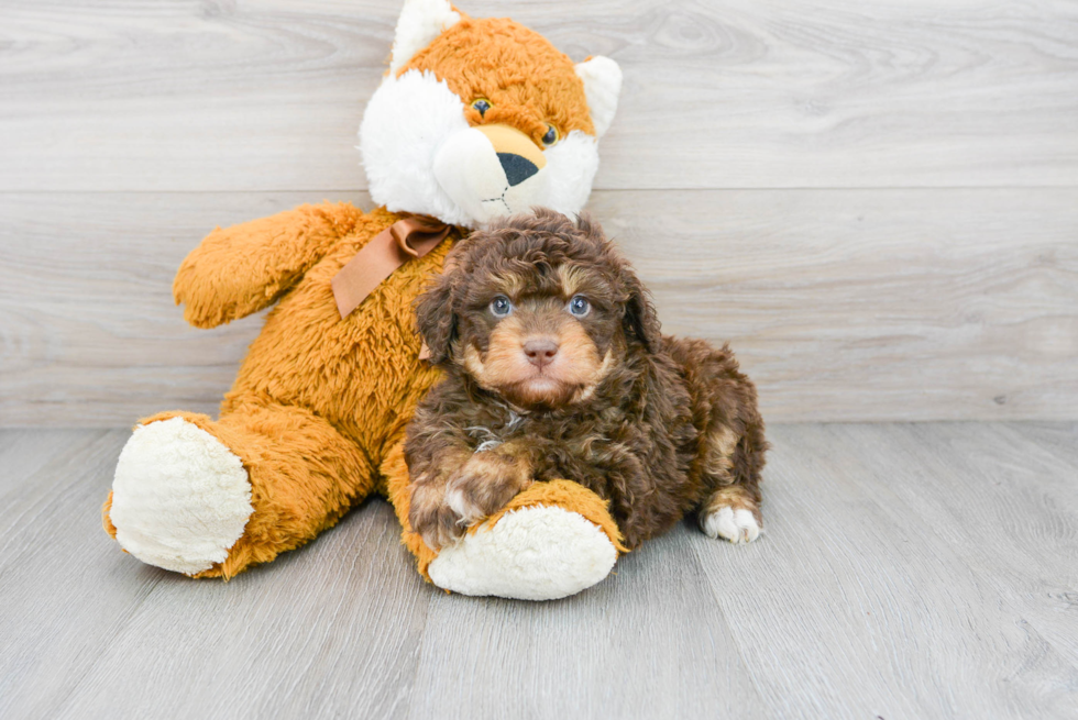 Cute Mini Aussiedoodle Baby