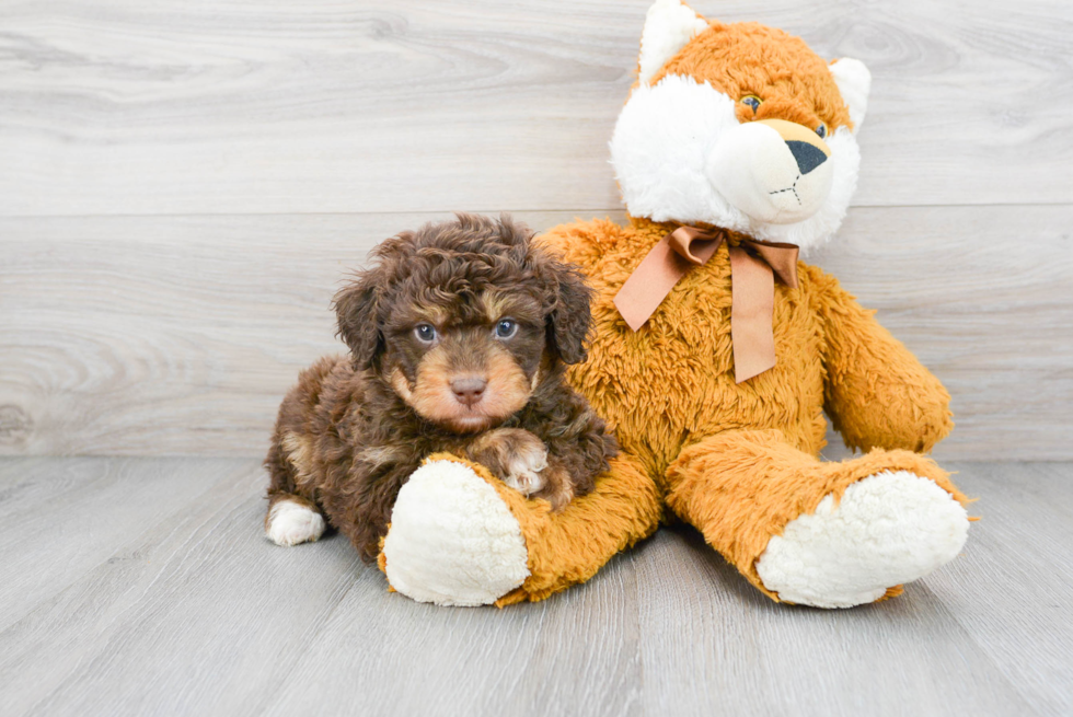 Friendly Mini Aussiedoodle Baby