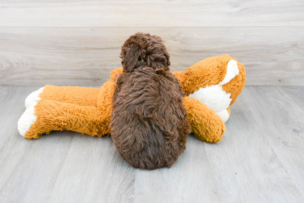 Small Mini Aussiedoodle Baby