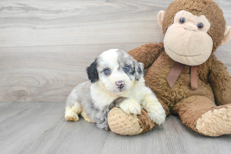 Popular Mini Aussiedoodle Poodle Mix Pup