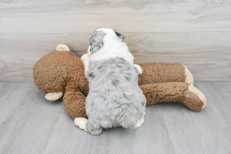 Best Mini Aussiedoodle Baby