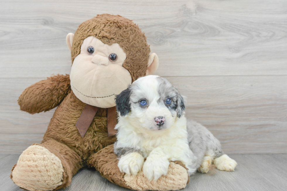 Smart Mini Aussiedoodle Poodle Mix Pup