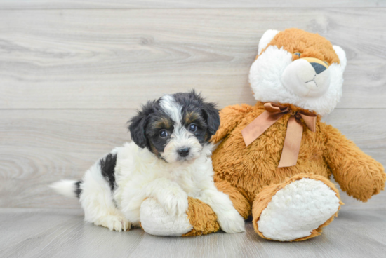 Mini Aussiedoodle Puppy for Adoption