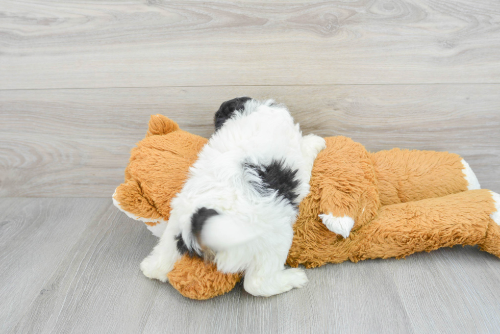 Sweet Mini Aussiedoodle Baby