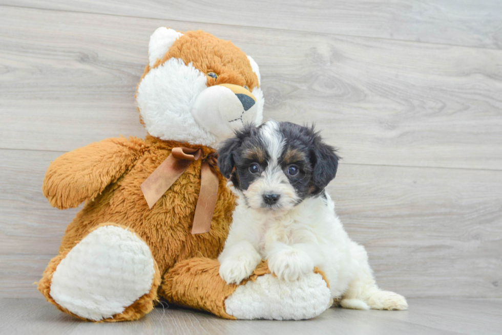 Small Mini Aussiedoodle Baby