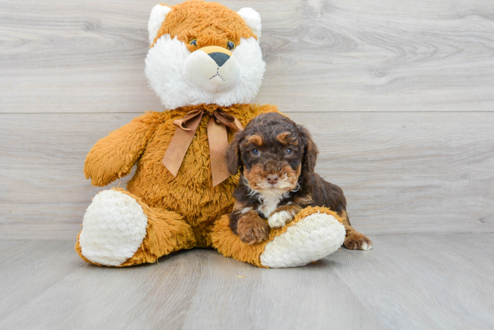 Mini Aussiedoodle Puppy for Adoption