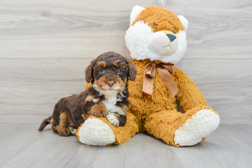 Best Mini Aussiedoodle Baby