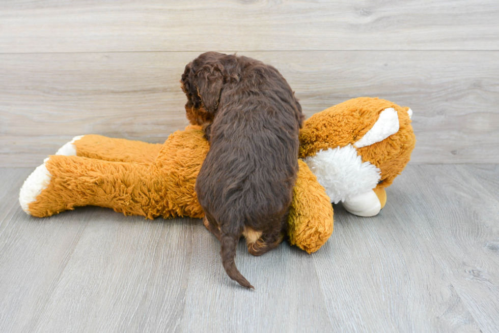 Adorable Aussiepoo Poodle Mix Puppy