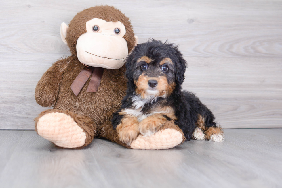 Best Mini Aussiedoodle Baby
