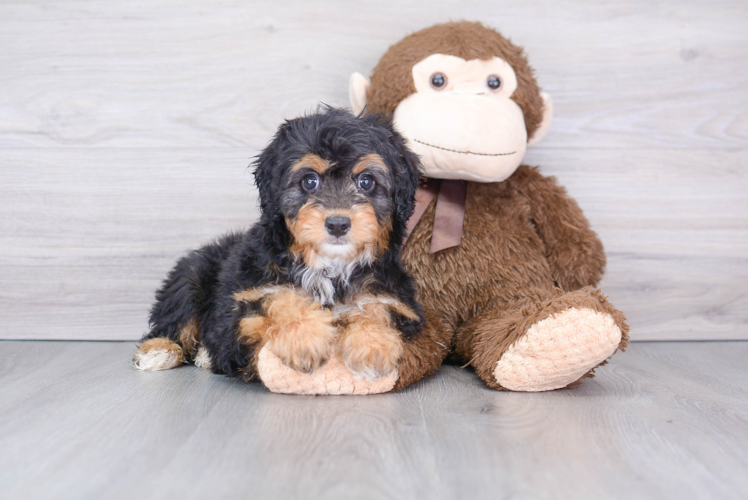 Happy Mini Aussiedoodle Baby