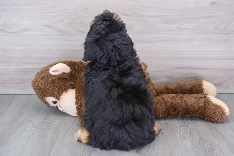 Best Mini Aussiedoodle Baby