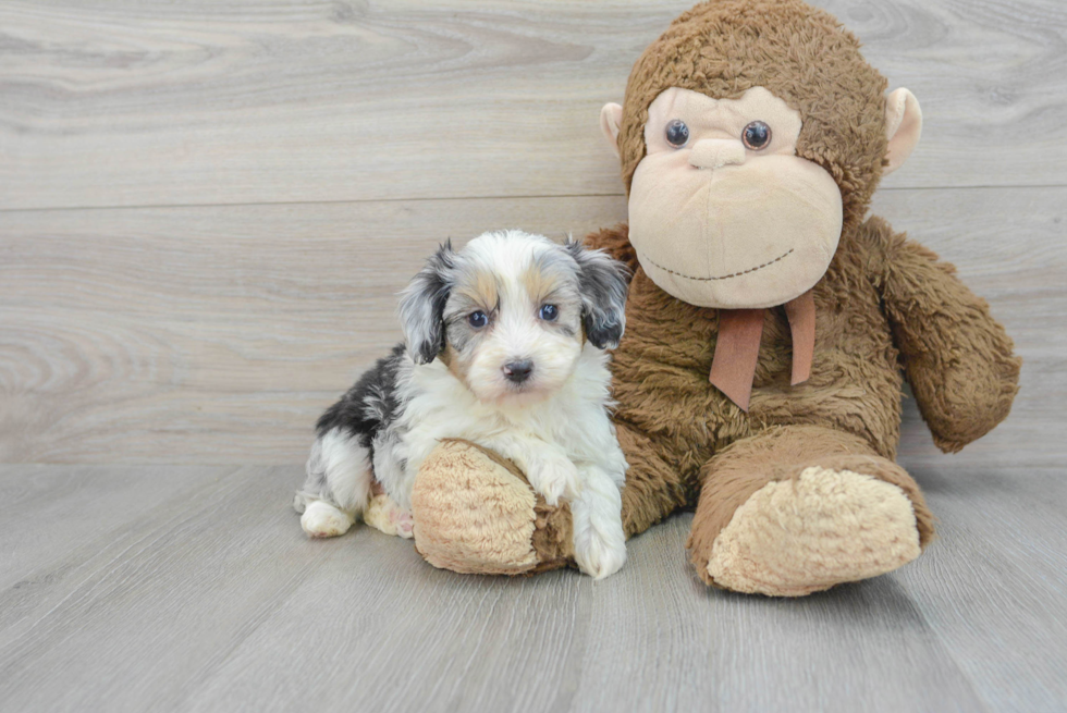 Mini Aussiedoodle Puppy for Adoption