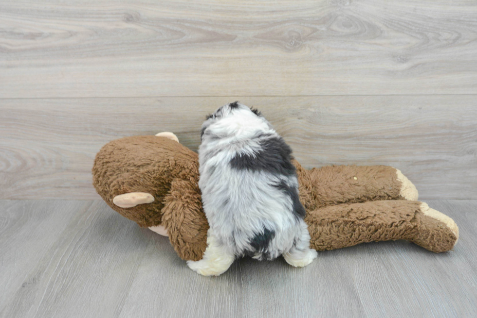 Best Mini Aussiedoodle Baby