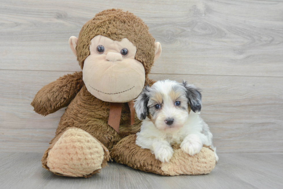 Mini Aussiedoodle Pup Being Cute