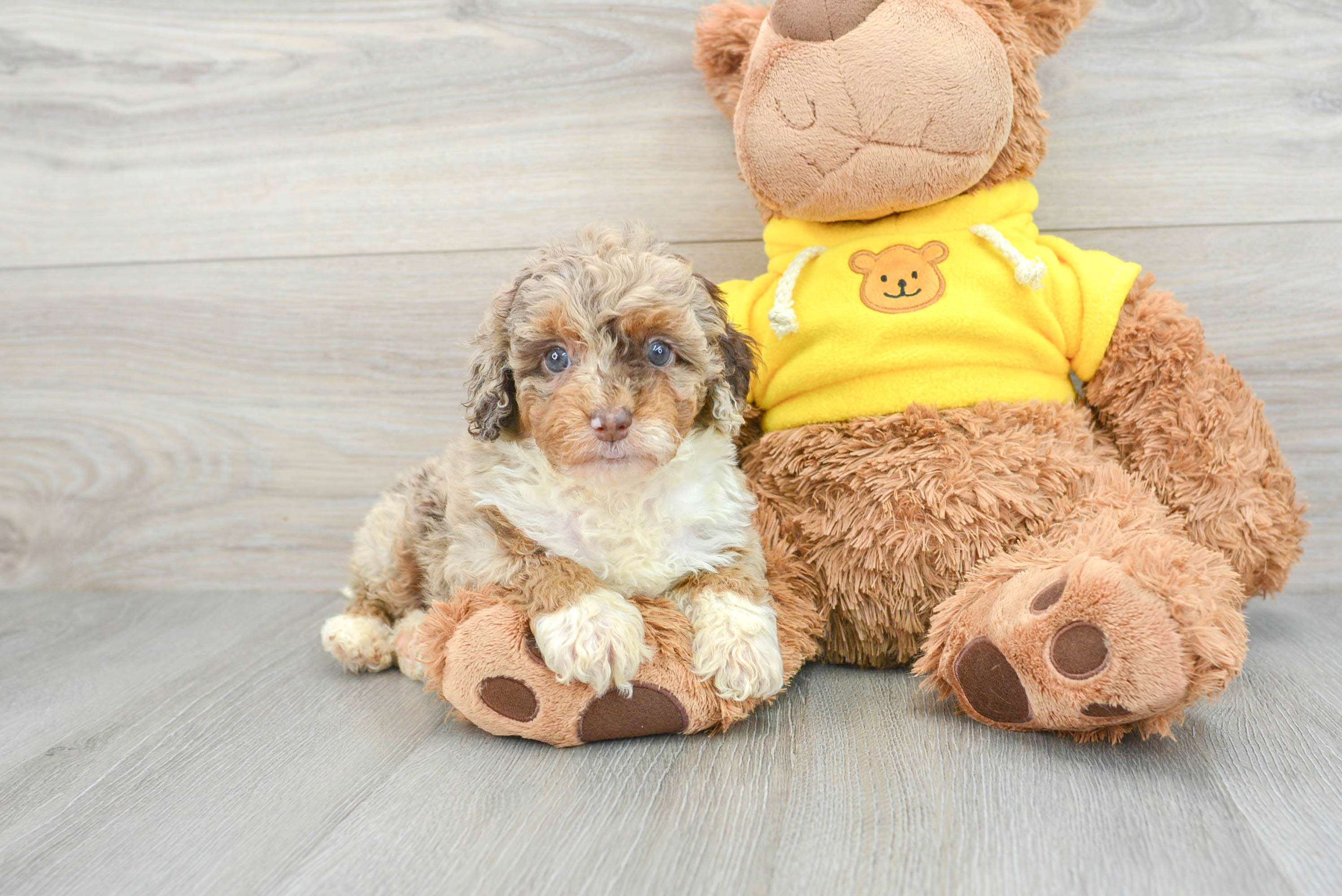 Adorable Aussiepoo Poodle Mix Puppy