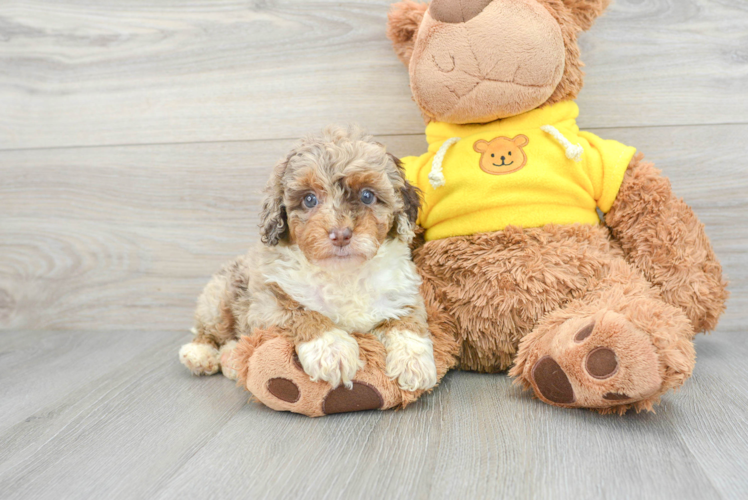 Adorable Aussiepoo Poodle Mix Puppy