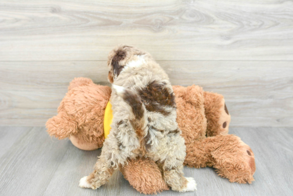 Best Mini Aussiedoodle Baby