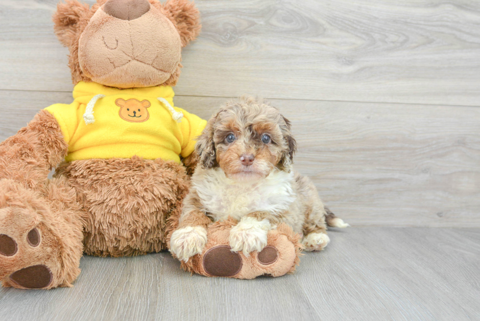 Friendly Mini Aussiedoodle Baby