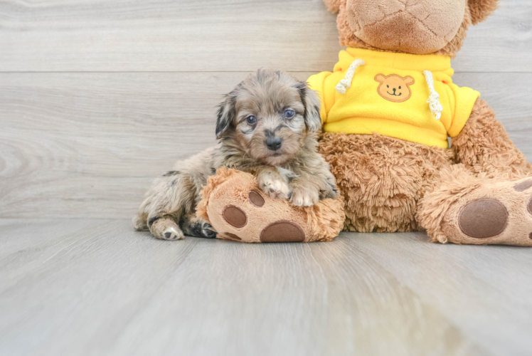 Best Mini Aussiedoodle Baby