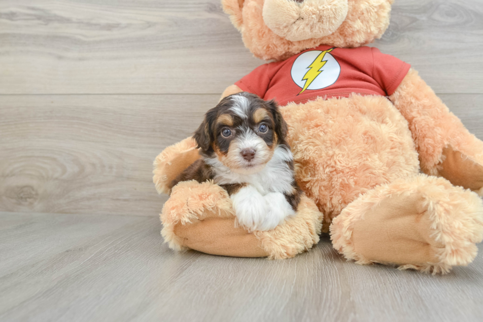 Sweet Mini Aussiedoodle Baby